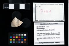 Foto (Objekt + Etikett) von Decapoda indet.  (NHMW-GEO-2014-0194-0151)